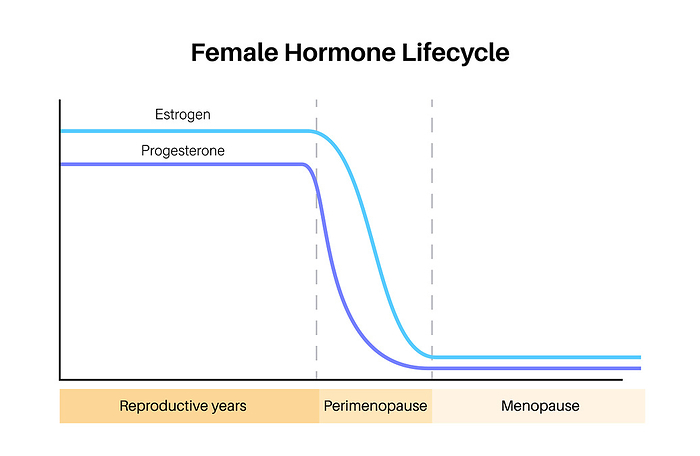Female hormones lifecycle, illustration Female hormones lifecycle, illustration. Oestrogen and progesterone levels in infancy, reproductive years, perimenopause and menopause., by PIKOVIT   SCIENCE PHOTO LIBRARY