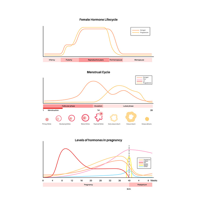 Hormones in menstrual cycle and pregnancy, illustration Hormones in the menstrual cycle and pregnancy, illustration., by PIKOVIT   SCIENCE PHOTO LIBRARY