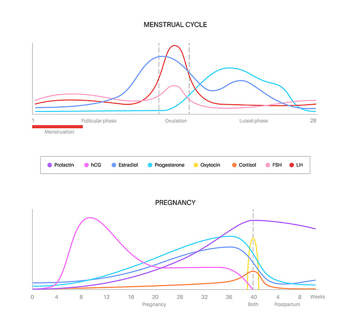 Hormones during menstrual cycle and pregnancy, illustration Hormones during the menstrual cycle and pregnancy, illustration., by PIKOVIT   SCIENCE PHOTO LIBRARY