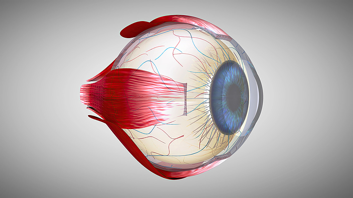 Eye anatomy, illustration Eye anatomy, illustration., by JULIEN TROMEUR SCIENCE PHOTO LIBRARY