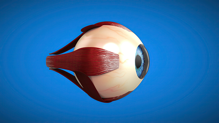 Eye anatomy, illustration Eye anatomy, illustration., by JULIEN TROMEUR SCIENCE PHOTO LIBRARY
