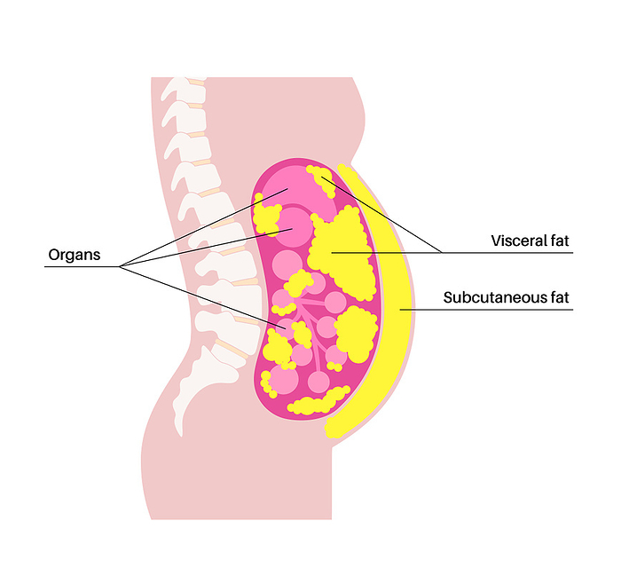 Visceral fat diagram, illustration Visceral fat diagram, illustration. Belly fat surrounds internal organs in abdominal cavity., by PIKOVIT   SCIENCE PHOTO LIBRARY