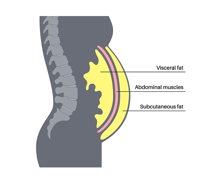 Visceral fat diagram, illustration Visceral fat diagram, illustration. Belly fat surrounds internal organs in abdominal cavity., by PIKOVIT   SCIENCE PHOTO LIBRARY