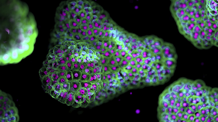 Organoids, illustration Illustration based on fluorescence light micrographs of organoids. Cell nuclei are purple and cell membranes green. Organoids are three dimensional, miniature, simplified versions of organs grown in the laboratory. They are able to survive for months in controlled conditions allowing diseases to be studied over time and the testing of targeted therapies., by THOM LEACH   SCIENCE PHOTO LIBRARY