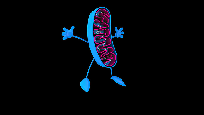 Mitochondrion, illustration Mitochondrion, illustration. Mitochondria are organelles that produce energy for a cell., by JULIEN TROMEUR SCIENCE PHOTO LIBRARY