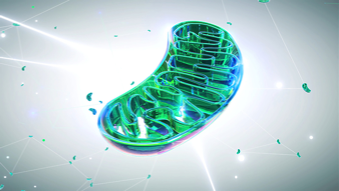Mitochondrion, illustration Mitochondrion, illustration. Mitochondria are organelles that produce energy for a cell., by JULIEN TROMEUR SCIENCE PHOTO LIBRARY