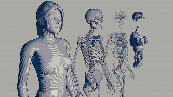 Female anatomy, illustration Female anatomy, illustration., by JULIEN TROMEUR SCIENCE PHOTO LIBRARY