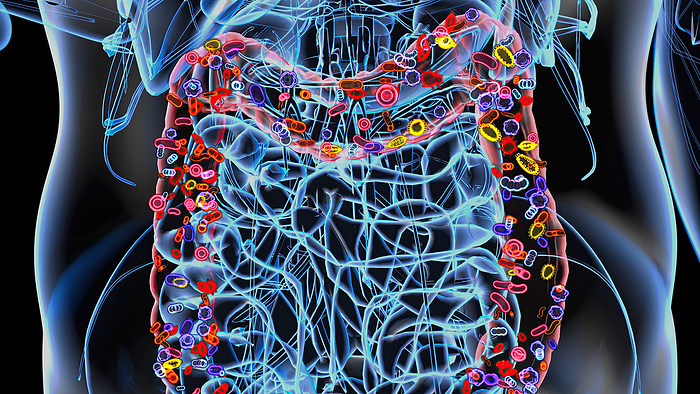 Intestinal microbiota, conceptual illustration Intestinal microbiota, conceptual illustration., by JULIEN TROMEUR SCIENCE PHOTO LIBRARY