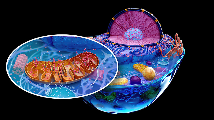 Mitochondrion, illustration Illustration of an animal cell with an inset of a mitochondrion  brown . Mitochondria are organelles that produce energy for a cell., by JULIEN TROMEUR SCIENCE PHOTO LIBRARY
