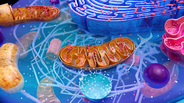 Mitochondrion, illustration Illustration of an animal cell focusing on a mitochondrion  brown .  Mitochondria are organelles that produce energy for a cell., by JULIEN TROMEUR SCIENCE PHOTO LIBRARY