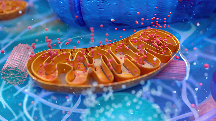 Mitochondrion, illustration Illustration of an animal cell focusing on a mitochondrion  brown .  Mitochondria are organelles that produce energy for a cell., by JULIEN TROMEUR SCIENCE PHOTO LIBRARY