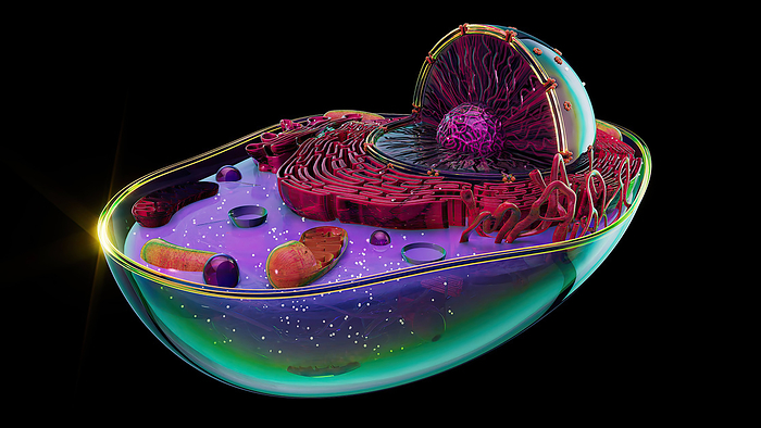 Animal cell, illustration Illustration of the structure of an animal cell. The cell nucleus is the large sectioned sphere. It holds the cell s genetic material in the form of DNA  deoxyribonucleic acid . At its centre is a nucleolus, which is responsible for producing components of ribosomes, the cell s protein manufacturing organelles. Surrounding the nucleus is the endoplasmic reticulum  ER . Some parts of the ER are studded with ribosomes  dots . Also featured is the Golgi body  back left of ER , associated with the storage and subsequent transport of proteins produced by the ER and several brown mitochondria, the sites of energy synthesis within the cell., by JULIEN TROMEUR SCIENCE PHOTO LIBRARY