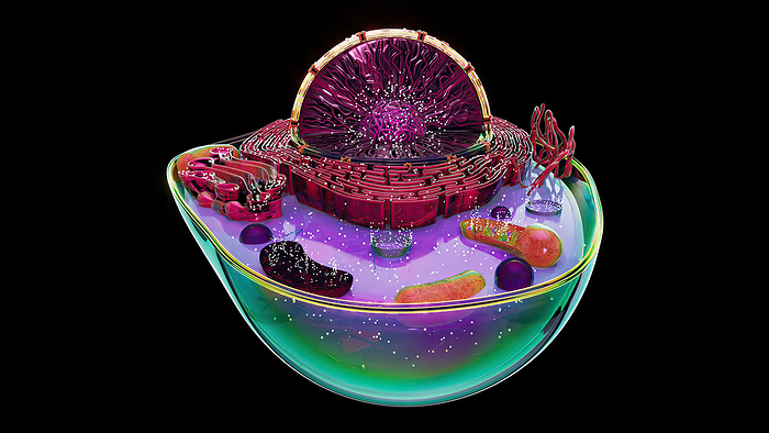 Animal cell, illustration Illustration of the structure of an animal cell. The cell nucleus is the large sectioned sphere. It holds the cell s genetic material in the form of DNA  deoxyribonucleic acid . At its centre is a nucleolus, which is responsible for producing components of ribosomes, the cell s protein manufacturing organelles. Surrounding the nucleus is the endoplasmic reticulum  ER . Some parts of the ER are studded with ribosomes  dots . Also featured is the Golgi body  left of ER , associated with the storage and subsequent transport of proteins produced by the ER and several brown mitochondria, the sites of energy synthesis within the cell., by JULIEN TROMEUR SCIENCE PHOTO LIBRARY
