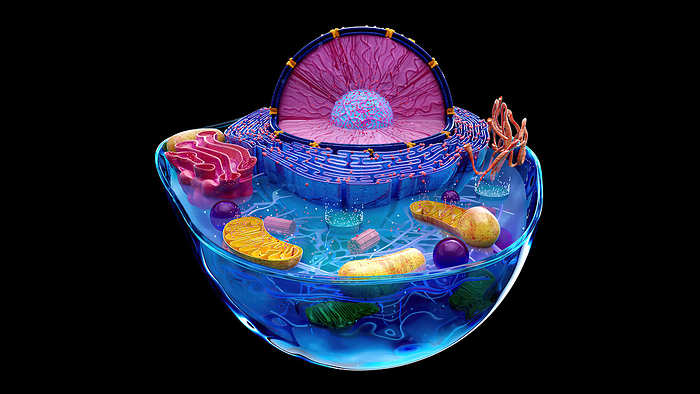Animal cell, illustration Illustration of the structure of an animal cell. The cell nucleus is the large sectioned sphere. It holds the cell s genetic material in the form of DNA  deoxyribonucleic acid . At its centre is a nucleolus, which is responsible for producing components of ribosomes, the cell s protein manufacturing organelles. Surrounding the nucleus is the endoplasmic reticulum  ER . Some parts of the ER are studded with ribosomes  dots . Also featured is the Golgi body  red , associated with the storage and subsequent transport of proteins produced by the ER and several yellow mitochondria, the sites of energy synthesis within the cell., by JULIEN TROMEUR SCIENCE PHOTO LIBRARY