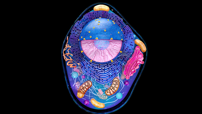 Animal cell, illustration Illustration of the structure of an animal cell. The cell nucleus is the large sectioned sphere. It holds the cell s genetic material in the form of DNA  deoxyribonucleic acid . At its centre is a nucleolus, which is responsible for producing components of ribosomes, the cell s protein manufacturing organelles. Surrounding the nucleus is the endoplasmic reticulum  ER . Some parts of the ER are studded with ribosomes  dots . Also featured is the Golgi body  pink , associated with the storage and subsequent transport of proteins produced by the ER and several brown mitochondria, the sites of energy synthesis within the cell., by JULIEN TROMEUR SCIENCE PHOTO LIBRARY