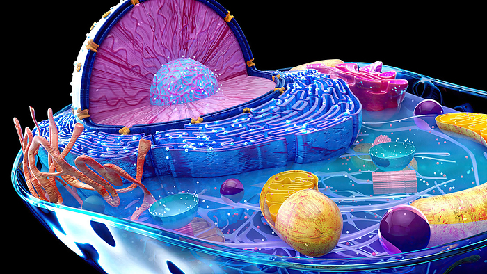 Animal cell, illustration Illustration of the structure of an animal cell. The cell nucleus is the large sectioned sphere. It holds the cell s genetic material in the form of DNA  deoxyribonucleic acid . At its centre is a nucleolus, which is responsible for producing components of ribosomes, the cell s protein manufacturing organelles. Surrounding the nucleus is the endoplasmic reticulum  ER . Some parts of the ER are studded with ribosomes  dots . Also featured is the Golgi body  pink , associated with the storage and subsequent transport of proteins produced by the ER and mitochondria  yellow , the sites of energy synthesis within the cell., by JULIEN TROMEUR SCIENCE PHOTO LIBRARY