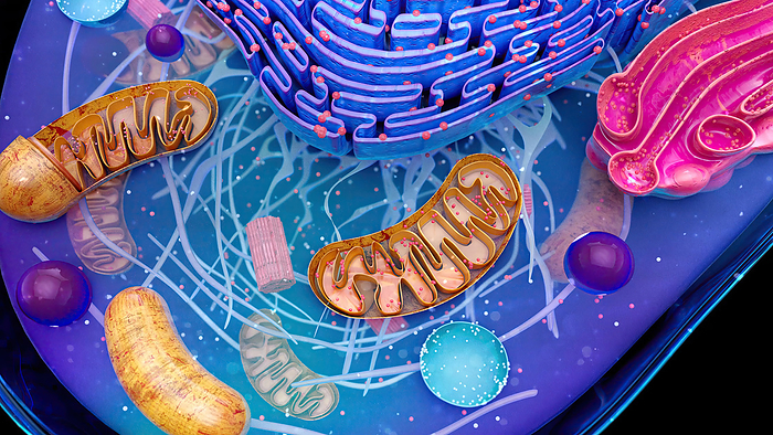 Animal cell, illustration Illustration of the structure of an animal cell. At top is the endoplasmic reticulum  ER . Some parts of the ER are studded with ribosomes  dots , the cell s protein manufacturing organelles. Also featured is the Golgi body  pink , associated with the storage and subsequent transport of proteins produced by the ER and mitochondria  brown , the sites of energy synthesis within the cell., by JULIEN TROMEUR SCIENCE PHOTO LIBRARY