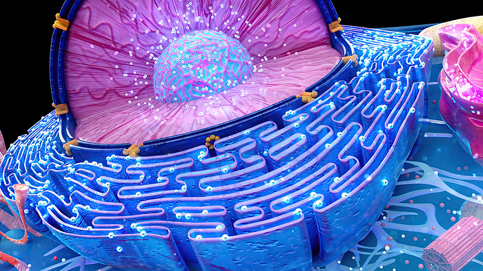 Animal cell, illustration Illustration of the structure of an animal cell. The cell nucleus is the large sectioned sphere. It holds the cell s genetic material in the form of DNA  deoxyribonucleic acid . At its centre is a nucleolus, which is responsible for producing components of ribosomes, the cell s protein manufacturing organelles. Surrounding the nucleus is the endoplasmic reticulum  ER . Some parts of the ER are studded with ribosomes  dots ., by JULIEN TROMEUR SCIENCE PHOTO LIBRARY