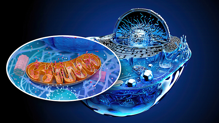 Mitochondrion, illustration Illustration of an animal cell with an inset of a mitochondrion  brown . Mitochondria are organelles that produce energy for a cell., by JULIEN TROMEUR SCIENCE PHOTO LIBRARY