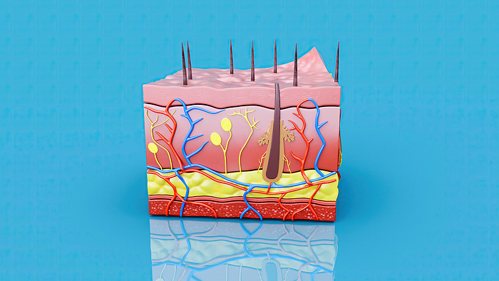 Skin, illustration Illustration showing the anatomy of human skin. The skin layers include an outer layer of dead skin cells  stratum corneum , below which is the epidermis, and then the dermis  thickest layer , with the hypodermis  subcutaneous tissue  containing fat, at the bottom. The dermis contains hair follicles, sebaceous glands, sweat  eccrine  glands, nerves and blood vessels. Beneath the skin is a layer of fascia connective tissue and muscle., by JULIEN TROMEUR SCIENCE PHOTO LIBRARY