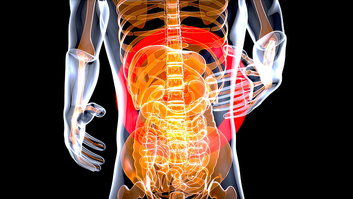 Female abdominal and pelvic organs, conceptual illustration Female abdominal and pelvic organs, conceptual illustration., by JULIEN TROMEUR SCIENCE PHOTO LIBRARY