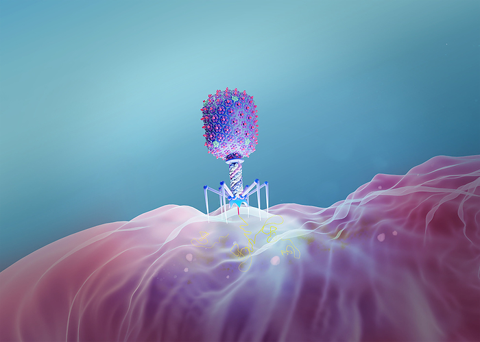 T4 bacteriophage infecting E. coli bacterium, illustration Illustration of an Escherichia virus T4 bacteriophage on an E. coli bacterium. The bacteriophage, or phage, infects and replicates within bacteria and can be used for phage therapy., by TUMEGGY SCIENCE PHOTO LIBRARY