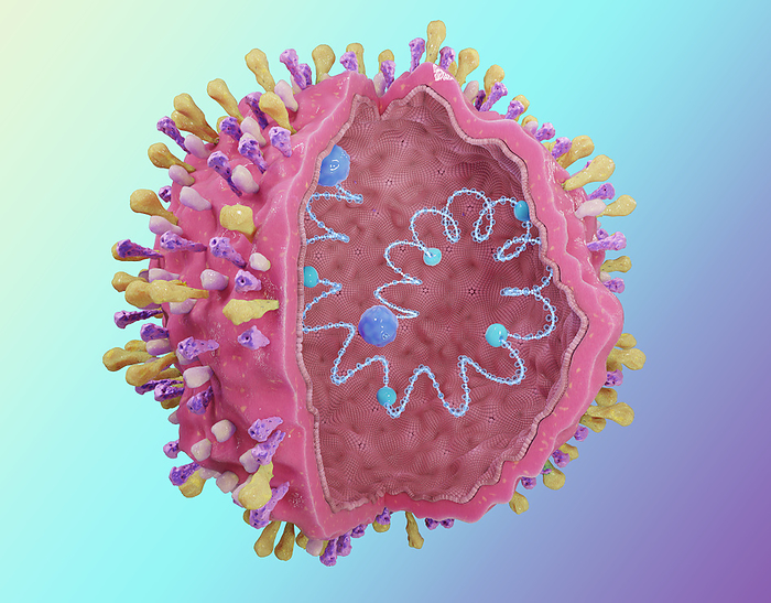 Respiratory syncytial virus, illustration Respiratory syncytial virus structure   RSV, with its envelope proteins G, F, SH and inside the RNA, proteins N, P, L and M. The RSV virus can cause respiratory infections., by TUMEGGY SCIENCE PHOTO LIBRARY