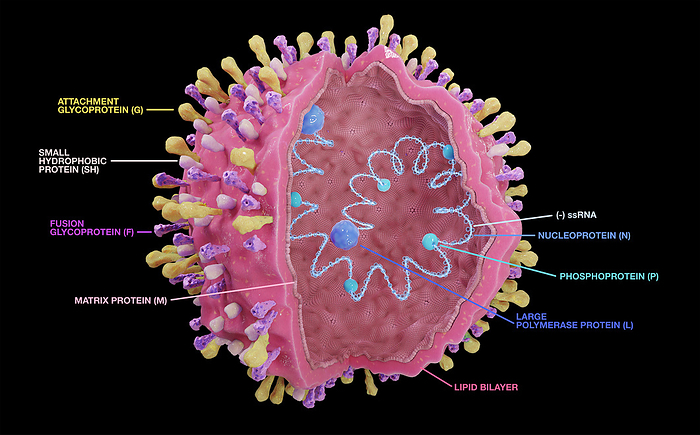 Respiratory syncytial virus, illustration Respiratory syncytial virus structure  RSV  with text: envelope proteins G, F, SH and inside the RNA, proteins N, P, L and M. The RSV virus can cause respiratory infections., by TUMEGGY SCIENCE PHOTO LIBRARY