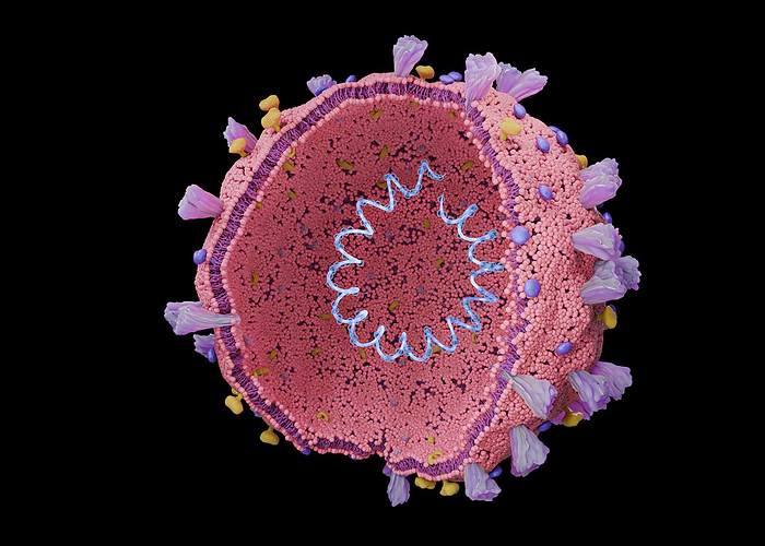 Coronavirus structure, illustration illustration showing a coronavirus with the RNA  ribonucleic acid  inside and proteins on the surface., by TUMEGGY SCIENCE PHOTO LIBRARY