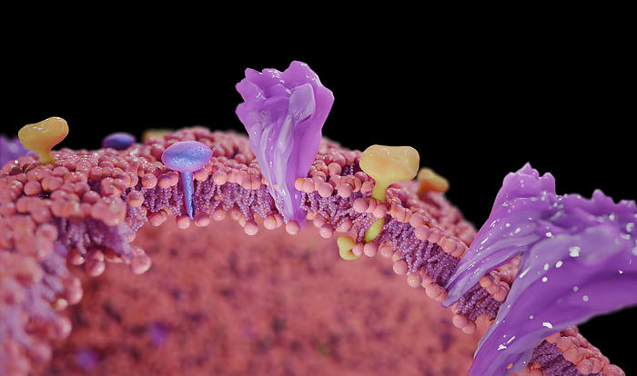 Coronavirus membrane with proteins, illustration Illustration of the lipid membrane of a coronavirus with the envelope protein  violet , membrane protein  yellow  and spike protein  pink ., by TUMEGGY SCIENCE PHOTO LIBRARY