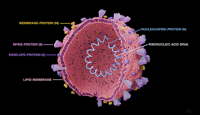 Coronavirus structure, illustration Illustration showing a coronavirus with the RNA  ribonucleic acid  inside and proteins on the surface., by TUMEGGY SCIENCE PHOTO LIBRARY