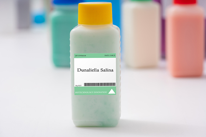 Dunaliella salina microalgae, conceptual image Dunaliella salina microalgae. A type of green microalgae that is used to produce beta carotene is used as a colorant and nutrient supplement in foods and beverages., by Wladimir Bulgar SCIENCE PHOTO LIBRARY