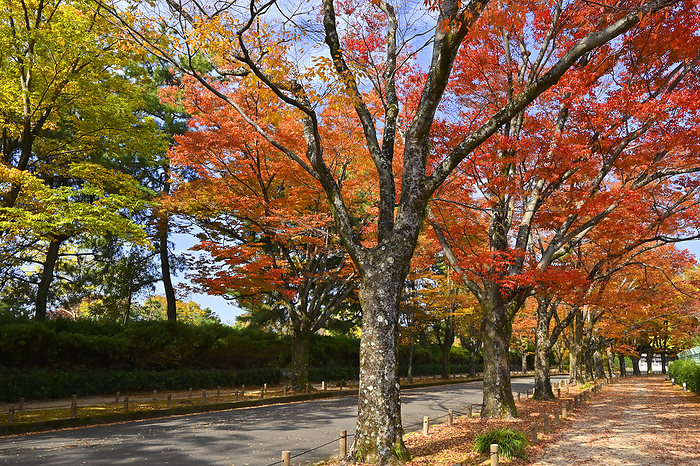 Zelkova tree lined avenue in autumn, Kyoto Botanical Garden, Kyoto City, Kyoto Prefecture Beautiful zelkova tree lined avenue in autumn, Kyoto Botanical Garden