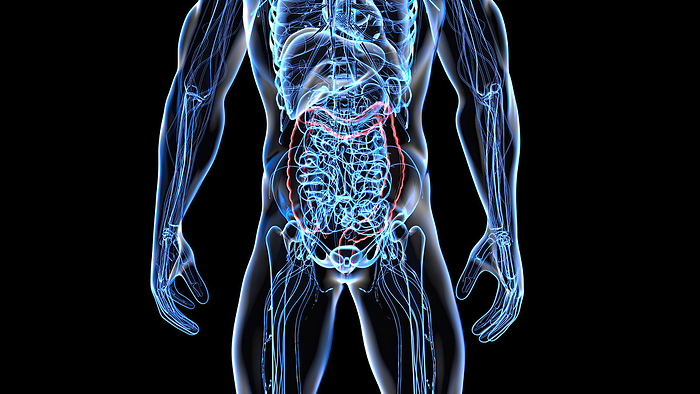 Large intestine, illustration Large intestine, illustration., by JULIEN TROMEUR SCIENCE PHOTO LIBRARY