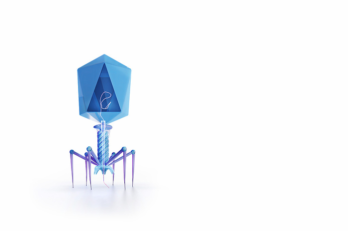 T4 bacteriophage, illustration Illustration of an Escherichia virus T4 bacteriophage on an E. coli bacterium. The bacteriophage, or phage, infects and replicates within bacteria and can be used for phage therapy., by TUMEGGY SCIENCE PHOTO LIBRARY