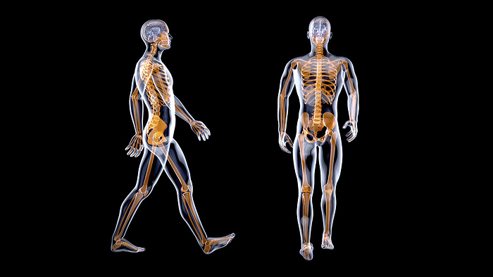Male skeleton, illustration Male skeleton, illustration., by JULIEN TROMEUR SCIENCE PHOTO LIBRARY