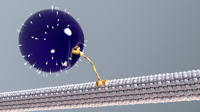 Kinesin walking along a microtubule, illustration Illustration of a kinesin  yellow  walking along a microtubule  white and grey  while carrying a vesicle  purple  as its cargo. Kinesins are a type of motor protein found in eukaryotic cells., by THOM LEACH   SCIENCE PHOTO LIBRARY