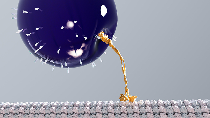 Kinesin carrying a vesicle, illustration Illustration of a kinesin  yellow  walking along a microtubule  white and grey  while carrying a vesicle  purple  as its cargo. Kinesins are a type of motor protein found in eukaryotic cells., by THOM LEACH   SCIENCE PHOTO LIBRARY