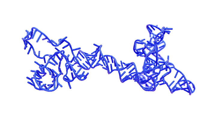 RNA obelisk, illustration Illustration of an RNA  ribonucleic acid  obelisk. RNA obelisks are viroid like fragments of RNA that have been found replicating in bacteria in the human mouth and gut. They are formed of single stranded circular RNA and have a rod like secondary structure. They code for proteins that are of unknown function., by THOM LEACH   SCIENCE PHOTO LIBRARY