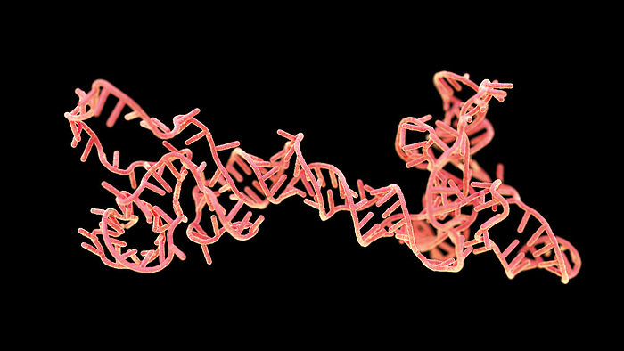 RNA obelisk, illustration Illustration of an RNA  ribonucleic acid  obelisk. RNA obelisks are viroid like fragments of RNA that have been found replicating in bacteria in the human mouth and gut. They are formed of single stranded circular RNA and have a rod like secondary structure. They code for proteins that are of unknown function., by THOM LEACH   SCIENCE PHOTO LIBRARY