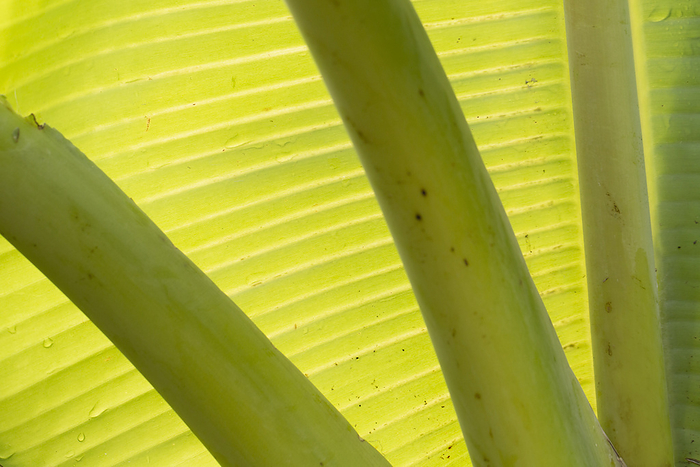 Banana leaf  Musa sp.  Banana leaf  Musa sp. , close up., by PHOTOSTOCK ISRAEL SCIENCE PHOTO LIBRARY