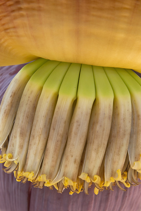 Banana flower  Musa sp.  Banana flower  Musa sp. , close up., by PHOTOSTOCK ISRAEL SCIENCE PHOTO LIBRARY
