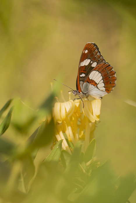 Southern white admiral butterfly Southern white admiral butterfly  Limenitis reducta . Photographed in Israel in August., by PHOTOSTOCK ISRAEL SCIENCE PHOTO LIBRARY