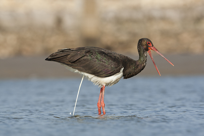 Black stork foraging for food Black stork  Ciconia nigra  urinating in shallow water. This wader inhabits wetland areas, feeding on fish, small animals and insects. A long distance migrant  for breeding and wintering , it is found in scattered areas of Africa, Asia and Europe. Photographed in Israel., by PHOTOSTOCK ISRAEL SCIENCE PHOTO LIBRARY