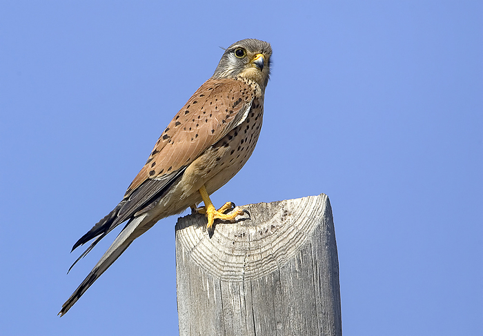 Common kestrel Common kestrel  Falco tinnunculus  bird of prey. It is also known as the European kestrel, Eurasian kestrel, or Old World kestrel. In the United Kingdom, where no other kestrel species commonly occurs, it is generally just called kestrel., by PHOTOSTOCK ISRAEL SCIENCE PHOTO LIBRARY