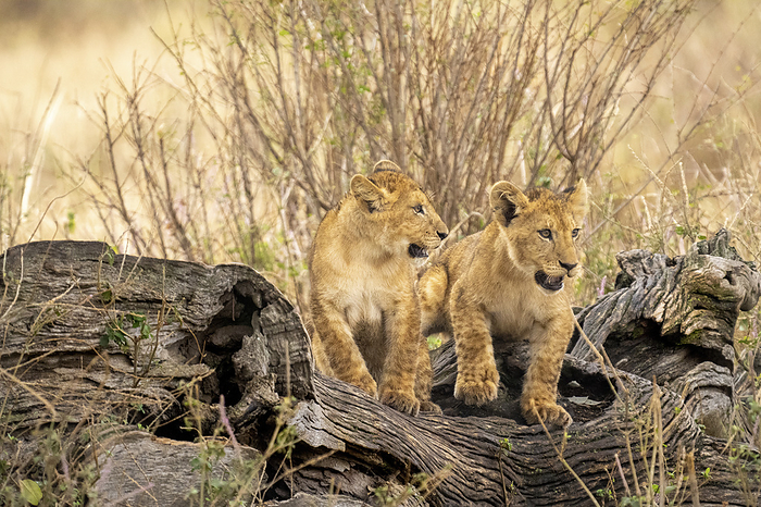 Lion cubs playing Lion cubs playing. Photographed in Tanzania in August ., by PHOTOSTOCK ISRAEL SCIENCE PHOTO LIBRARY