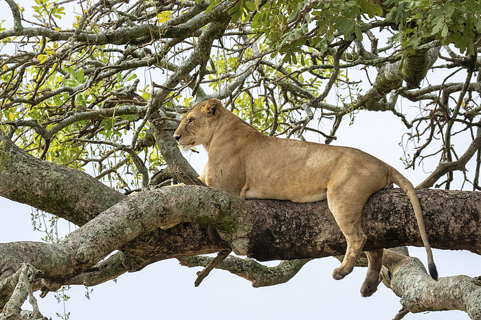 Lioness resting in tree Lioness resting in a tree. Photographed at Lake Manyara National Park, Arusha, Tanzania., by PHOTOSTOCK ISRAEL SCIENCE PHOTO LIBRARY