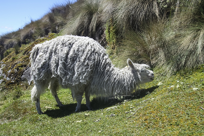 Sheep, El Cajas National Park, Azuay, Ecuador Sheep in El Cajas National Park, Azuay, Ecuador., by PHOTOSTOCK ISRAEL SCIENCE PHOTO LIBRARY