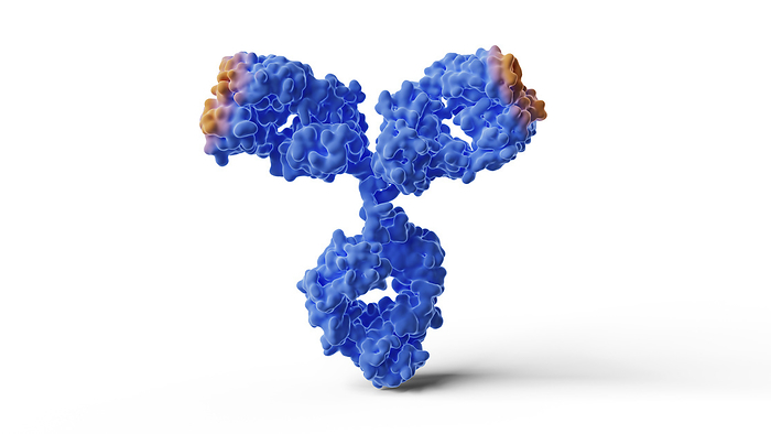 Antibody antigen binding site, illustration Illustration of the antigen binding site  orange  of a human IgG1  immunoglobulin G1  antibody., by THOM LEACH   SCIENCE PHOTO LIBRARY