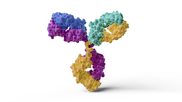 Antibody structure, illustration Illustration of a human IgG1  immunoglobulin G1  antibody. Colours represent the two light chains  blue and cyan  and two heavy chains  purple and yellow  of the antibody., by THOM LEACH   SCIENCE PHOTO LIBRARY
